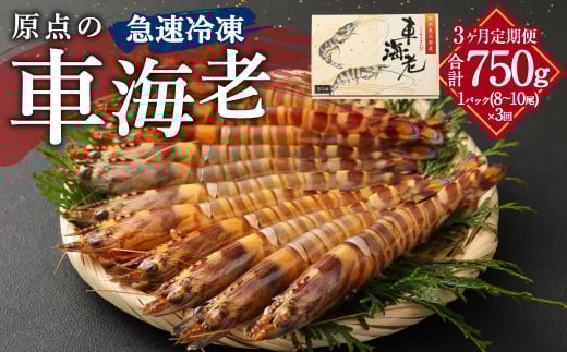 【3ヶ月定期便】原点の車海老「急速冷凍」250g(8〜10尾)1パック 合計750g 車海老 車えび くるまえび 急速冷凍 新鮮 お刺身 天ぷら 塩焼き 熊本県産熊本県上天草市30000魚介・海産物エビ