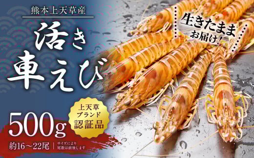 【配送日指定品】上天草産の活き車えび!500g(約16〜22尾)活き車海老 車海老 車えび えび エビ 海老 生きたまま お取り寄せ【発送期間2025年10月15日から2026年5月31日】熊本県上天草市20000魚