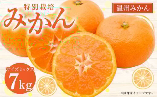 【先行受付】 特別栽培みかん 7kg サイズミックス 温州みかん みかん ミカン 蜜柑 フルーツ 柑橘 果物 果実 熊本県 上天草市【2025年12月下旬から2026年1月下旬発送開始】熊本県上天草市12000果