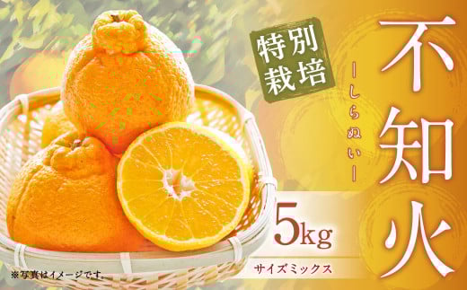 【先行受付】特別栽培不知火 5kg サイズミックス  特別栽培 不知火 柑橘 デコポン でこぽん フルーツ 果物 果実 九州産 熊本県産【2026年3月上旬から4月上旬発送予定】熊本県上天草市12000果物
