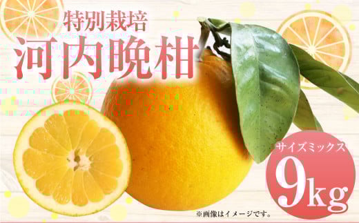 【先行受付】特別栽培河内晩柑 9kg サイズミックス 特別栽培 河内晩柑 柑橘 晩柑 ばんかん バンカン フルーツ 果物 果実 九州産 熊本県産【2026年4月上旬から7月上旬発送予定】熊本県上天草