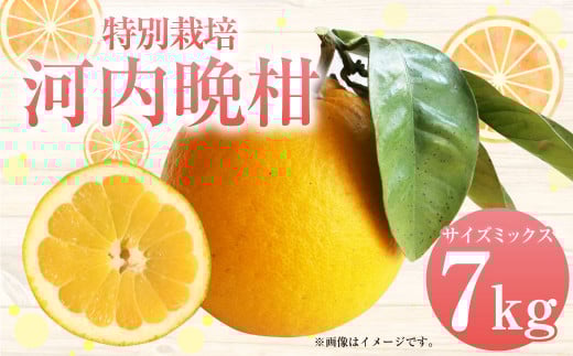 【先行受付】特別栽培河内晩柑 7kg サイズミックス 河内晩柑 晩柑 ばんかん 柑橘 みかん 果物 フルーツ【2026年4月上旬から7月上旬発送開始】熊本県上天草市10000果物・フルーツみかん・柑橘