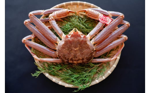 【活生】松葉ガニ 500g タグ付鳥取県八頭町65000魚介・海産物カニ