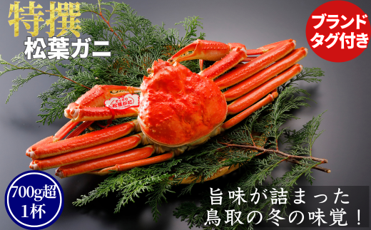 【ボイル】特撰 松葉がに(タグ付き)500g超 お手頃サイズ 1杯鳥取県八頭町65000魚介・海産物カニ