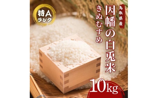 因幡の白兎米 きぬむすめ 令和7年度産 精米済 10kg(5kg×2袋)鳥取県八頭町32000米・パン白米