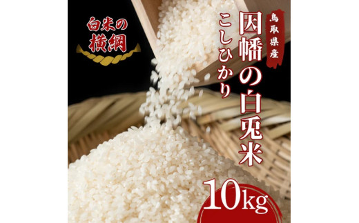 因幡の白兎米 コシヒカリ 令和7年度産 精米済 10kg(5kg×2袋)鳥取県八頭町32000米・パン白米