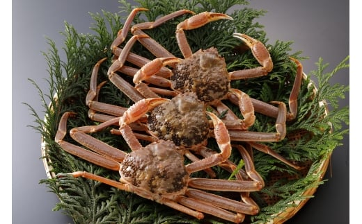 【活物】訳あり 松葉がに 800g超の大きいサイズ 特大3杯鳥取県八頭町264000魚介・海産物カニ