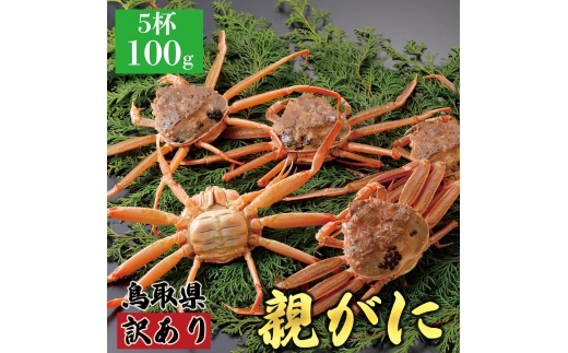 【活物】訳あり親ガニ(セコガニ) 100g 5杯鳥取県八頭町23000魚介・海産物カニ