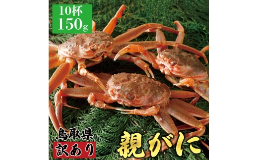 【活物】訳あり親ガニ(セコガニ) 150g 10杯鳥取県八頭町51000魚介・海産物カニ
