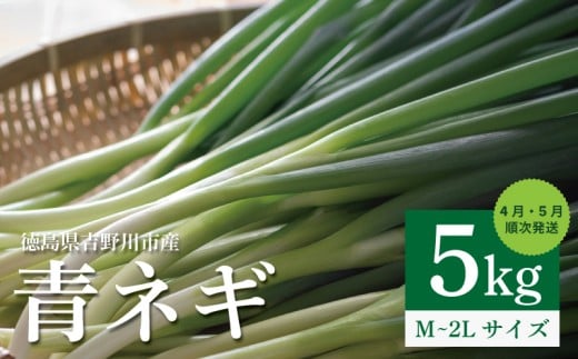 青ネギ 5kg 【 シャキとろ 青ネギ 】ねっこ農園 丸ごと 食べれる 苦みえぐみが少ない 4月〜5月 発送 薬味 ネギ 野菜 葱 味噌汁 うどん 鍋 朝ご飯 徳島県 吉野川市徳島県吉野川市12000野菜・きの