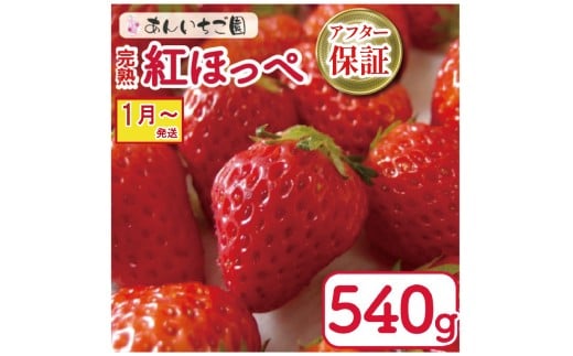 gق 2pbN 540g ( 2026N 1 Jn )  Ԍ lC ʕ t[c VN { ~ t P[L V[gP[L fU[g Mtg 蕨  C`S  Xgx[  g