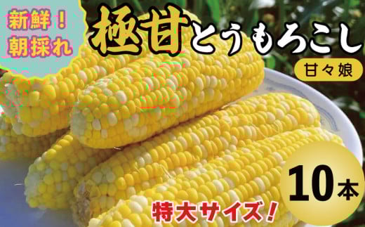 甘々娘 とうもろこし コーン 10本 約 4kg 先行予約 トウモロコシ 甘い 期間限定 夏 旬 野菜 鍋 炒め物 煮物 スープ 弁当 惣菜 おかず 健康 新鮮 国産  吉野川市 徳島県徳島県吉野川市11000野菜・