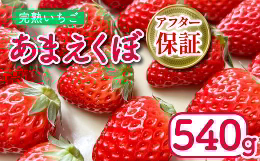 いちご あまえくぼ 2パック 540g ( 2026年 1月 発送開始 ) 朝採れ 期間限定 人気 果物 フルーツ 新鮮 旬 冬 春 ケーキ ショートケーキ デザート ギフト 贈り物 贈答 イチゴ 苺 ストロベリー 徳島県