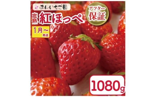 いちご 紅ほっぺ 4パック 1080g  ( 2026年 1月 発送開始 ) 期間限定 人気 果物 フルーツ 新鮮 旬 冬 春 ケーキ ショートケーキ デザート ギフト 贈り物 贈答 イチゴ 苺 ストロベリー 徳島県 吉野川