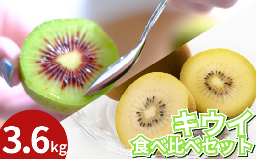 訳あり キウイフルーツ 食べ比べ セット3.6kg 先行予約 2025年10月上旬〜 年内に発送予定 ゴールデンキウイ 紅妃 レインボーレッド キウイ 国産 果物 デザート スイーツ ケーキ ゼリー ジュー