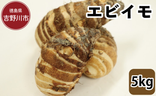 エビイモ 5kg 2025年10月上旬〜発送予定  先行予約 海老芋 食材 高級 和食 家庭用 伝統野菜 グルメ 取り寄せ 旬 京野菜 煮物 日本料理 里芋 芋 いも 産直 徳島県 吉野川市徳島県吉野川市18000魚介