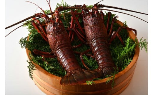 活き 特大 伊勢海老 2尾入り 約1kg 天然 伊勢エビ 海老 エビ  人気 刺身 刺し身 味噌汁 海鮮 魚介類 贈答 お祝い プレゼント 三重県 伊勢 志摩 新鮮 海鮮 お取り寄せ三重県志摩市40000魚介・海産