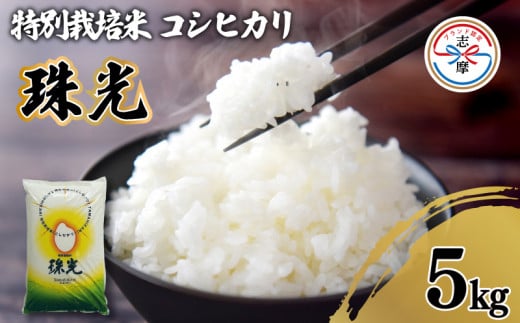 令和6年産 コシヒカリ 5kg 特別栽培米 「珠光」 ブランド米 国産 新米 米 白米 精米 コシヒカリ お米 5kg ご飯 朝食 昼食 夕食 伊勢 志摩 三重県 12000円 一万二千円三重県志摩市12000米・パン白米