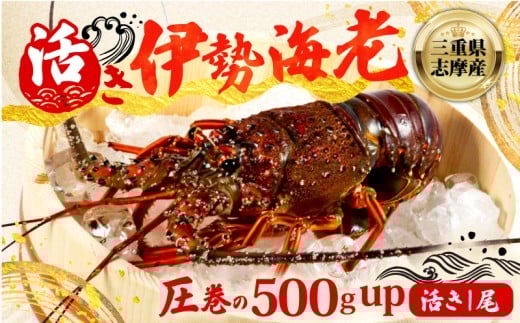 ɐCV 500g uv ① ʌ Ԍ ɐCV ɐGr ɐ CV Gr CZGr hg Ă X`  {C GrtC AW VN CN Mtg     Od