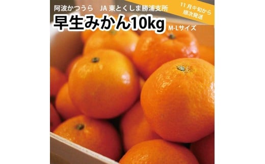 JA東とくしま 勝浦早生みかん 10kg M-Lサイズ 優品徳島県勝浦町14000果物・フルーツみかん・柑橘類