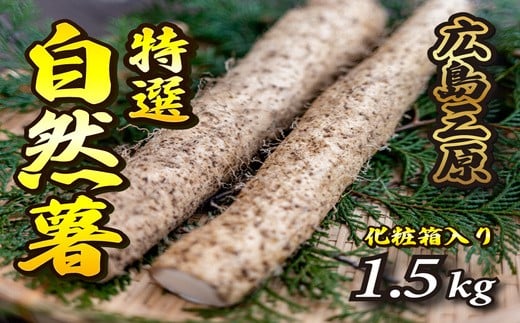 標高375mで採れた!自然薯(化粧箱入り)1.5kg 広島 三原 野菜 自然薯 とろろ 029004広島県三原市30000野菜・きのこその他 野菜