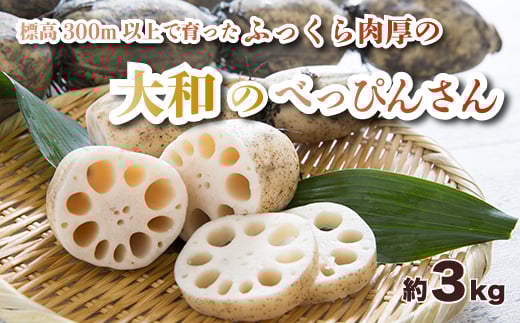 洗い れんこん「大和のべっぴんさん」約3kg  贈答用 三原市大和町 レンコン ギフト 053002広島県三原市16000野菜・きのこその他 野菜