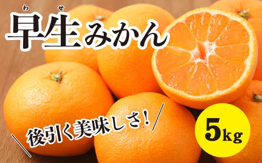 みかん【先行受付】【2025年11月以降発送】甘いだけじゃない!甘みと酸味の 早生みかん <約5kg> 広島 三原 佐木島 鷺島みかんじま 017014広島県三原市12000果物・フルーツみかん・柑橘類