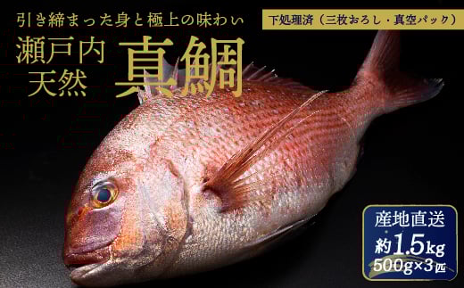 瀬戸内産 天然真鯛 約1.5kg(500g×3匹/)【調理が楽ちん!三枚おろし・真空パックでお届け!】鯛 天然鯛 真鯛 天然 鮮魚 下処理済 三枚おろし 瀬戸内 広島県 三原市 154002広島県三原市10000魚