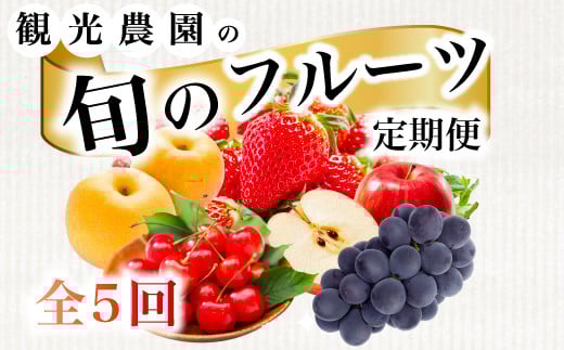 【フルーツ定期便全5回】いちご さくらんぼ 梨 ぶどう りんご 詰め合わせ 採れたて 新鮮 産地直送 果物 広島県 三原市 059014広島県三原市142000果物・フルーツその他 果物・フルーツ
