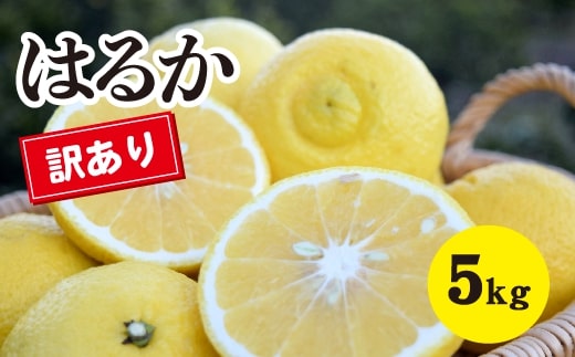 みかん【先行受付】【2026年3月中旬以降発送】濃厚な甘みに驚愕! 瀬戸内の訳ありはるか<約5kg>広島 三原 佐木島 鷺島みかんじま 017069広島県三原市13000果物・フルーツみかん・柑橘類