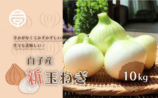 【令和8年の先行予約募集・数量限定】生で食べても美味しい!白子産の新玉ねぎ10kg たまねぎ 玉ねぎ 白子玉ねぎ スライス サラダ 健康 味噌汁 数量限定 先行予約  千葉県 白子町  SHK001千葉