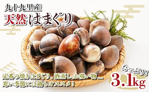 九十九里産 大粒 天然はまぐり3.1kg ふるさと納税 はまぐり 蛤 天然 焼きはま 網焼き 酒蒸し お吸い物 お祝い パエリア 和食 活はまぐり 川喜屋水産 節句 ひな祭り ひなまつり 手土産  SHF002