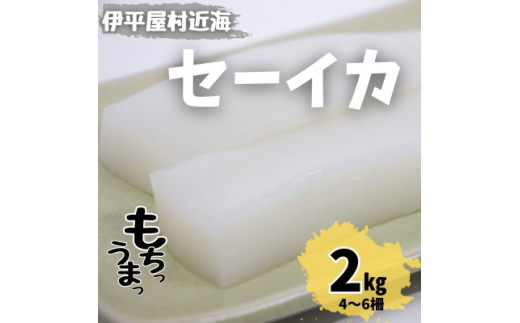 もちっと食感 セーイカ 2kg(4〜6柵)【1544699】沖縄県伊平屋村22000魚介・海産物イカ・タコ・ウニ