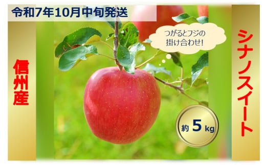 【012-16】令和7年10月中旬発送 シナノスイート 5キロ 信州が生んだ最高においしいりんごです(りんご・リンゴ・林檎)長野県伊那市12000果物・フルーツりんご・梨