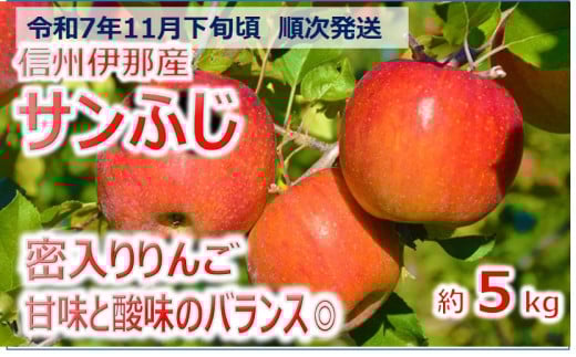 【012-19】令和7年11月下旬発送 信州のサンふじ 5キロ!(りんご・リンゴ・林檎)長野県伊那市12000果物・フルーツりんご・梨