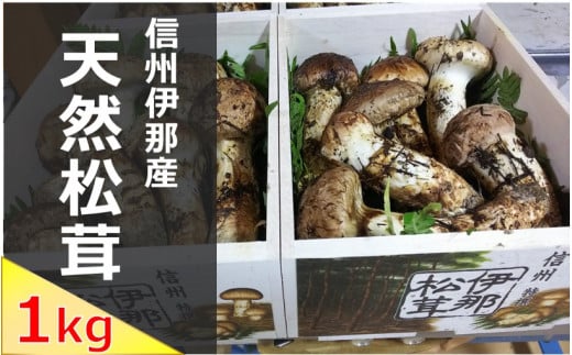 松茸 信州 伊那 の 松茸 1kg (贈答用)| 松茸 まつたけ マツタケ 長野県 伊那市 松茸名人 自然 贈答用 贈り物 ギフト 【360-03】長野県伊那市360000野菜・きのこきのこ