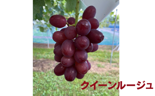 信州伊那産ぶどう3種食べ比べセット(1.5kg以上)シャインマスカット クイーンルージュ(R) マイハート|ぶどう ぶどう詰合せ 葡萄 セット ぶどう食べ比べ 2種セット シャインマスカット