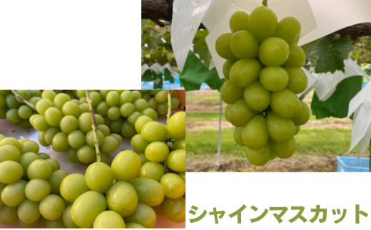 信州伊那産ぶどう シャインマスカット(1.5kg)|ぶどう 葡萄  シャインマスカット 種なし ぶどうフルーツ ギフト フルーツ 旬のフルーツ 伊那市 長野県産 【015-42】長野県伊那市15000果物・
