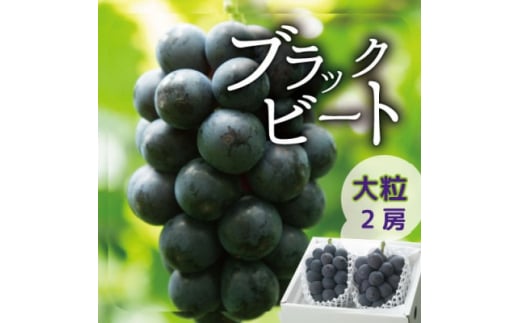 2026NstRYubNr[g 2[(1kg) ϔ AȊ󏭕iy1041054zRRs13000ʕEt[c}XJbgEԂǂ
