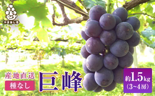 2026年先行受付銀河農園まきおか 巨峰 約1.5kg (3〜4房)【1111660】山梨県山梨市18000果物・フルーツマスカット・ぶどう