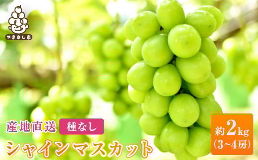 2026年先行販売 銀河農園まきおか シャインマスカット 約2.0kg (3〜4房)【1111663】山梨県山梨市26000果物・フルーツマスカット・ぶどう