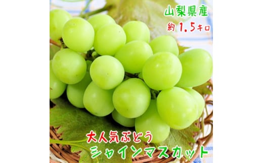 <2026年 先行予約>朝採り シャインマスカット 約1.5kg(2〜5房)【1281139】山梨県山梨市19000果物・フルーツマスカット・ぶどう