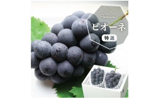 <2026年発送分先行受付>山梨産 ピオーネ(種なし) 2房 約1kg 化粧箱入り 産地直送でお届け【1021829】山梨県山梨市13000果物・フルーツマスカット・ぶどう