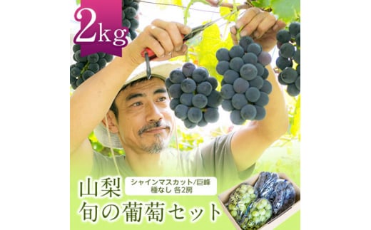 2026年先行受付 旬の葡萄セット2kg (シャインマスカット 巨峰 各2房 種なし)【1308168】山梨県山梨市28000果物・フルーツマスカット・ぶどう