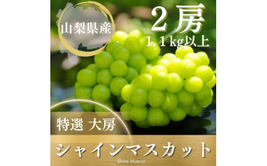 <2026年発送 先行受付>シャインマスカット 2房 1.1kg以上 山梨県 山梨市産【1364649】山梨県山梨市12000果物・フルーツマスカット・ぶどう