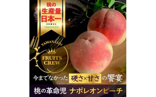 8{菇d×Â̋ 󏭂ȃi|Is[`񓦂1N҂y1424184zRRs65000ʕEt[cE