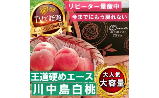 <王道硬めのエース川中島白桃>桃グランプリ銅賞&5年連続TV出演話題ブランド2026年8月上旬発送【1465326】山梨県山梨市54000果物・フルーツもも・すもも