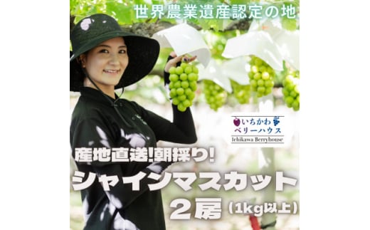 <2026年配送>農園直送!厳選!山梨産シャインマスカット2房(1kg以上)【1481228】山梨県山梨市13000果物・フルーツマスカット・ぶどう