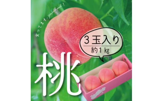 <2026年 先行受付>山梨直送!完熟桃3玉入り  ギフト化粧箱入り お試しにちょうどいいサイズ【1485567】山梨県山梨市8000果物・フルーツもも・すもも