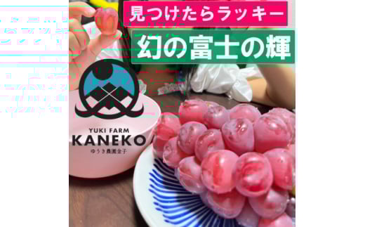 <見つけたらラッキー>この時期しか食べれない数に限りのある希少品種富士の輝2026年9月下旬より発送【1495749】山梨県山梨市64000果物・フルーツマスカット・ぶどう